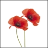 Picture of Poppy Repeat