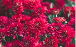 Picture for category Flowers