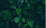 Picture for category Leaves & Feathers
