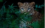 Picture for category Animal Print