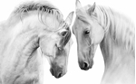 Picture for category Horses
