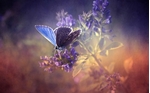 Picture for category Butterflies